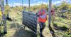 Solar panels ​go up at Grand Junction vineyard,​ Colorado’s newest ag and energy project; State said to be a hot spot for agrivoltaics, combining clean power and crop protections