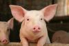 Bacon diplomacy: Denmark to attend Beijing hearing on anti-dumping probe into EU pork