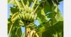 Ecuadorian banana exports increase by 3.51%, driven by demand from Europe and Asia
