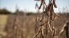 Agricultural expert calls soybean deal with China good news, but wishes it happened sooner
