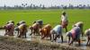 Tamil Nadu’s agricultural workers face alarming rise in kidney disease, Lancet study reveals