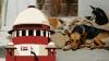 NGO Moves Supreme Court Against 'Indiscriminate Culling Of Stray Dogs', Says SC Direction Being Misunderstood