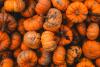 Scientists Finally Discover Why Pumpkins Absorb Pollution