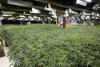 More than 7,000 plants counted so far at huge cannabis factory at former casino