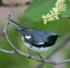 Another victim of Hurricane Melissa? Migratory songbirds that breed in New England