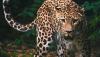 Leopards thrive in Ivory Coast’s Comoe National Park
