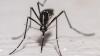 Mosquitoes found in Iceland for the first time, leaving only one mosquito-free spot on Earth