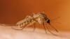 Arizona researchers track how climate change is fueling mosquito activity and disease risk