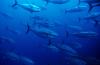 Red tide outbreak exposes Hainan’s aquaculture weak spots