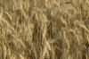 Argentine Late-Season Frosts Affect Wheat Crop, Exchange Says