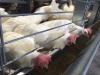 Manitoba Chicken Producers reassures consumers, supports farmers through avian flu cases