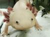 Science Note: Axolotls Released to Wild