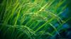 Scientists Identify Rice Varieties That Could Help Cut Methane Emissions