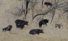 Thousands of pounds of pork bound for Montana food banks after feral swine investigation