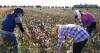 Forced Labor In Central Asian Cotton Fields Disrupts Schools, Hospitals