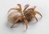 Scientists Discover “Scary” New Species of Spider in California