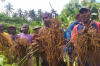 Fiji grants market access for Solomon Islands kava