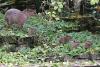Rīga's capybara family grows larger