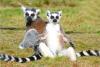 World Lemur Day 2025: Interesting Facts About the ‘Jewel of Madagascar’