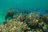 Mauritius rethinks coral restoration as reefs suffer from another mass bleaching