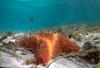 Scientists Finally Identify Bacteria Behind Mysterious Mass Die-Off of 5 Billion Sea Stars