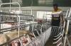 VN livestock sector making strong transformation through modern technology