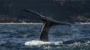 Scientists issue warning after observing concerning change in whale behavior: 'Inseparable'