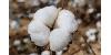 Latin America’s Cotton Industry Drives Growth and Sustainability