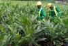 State Entity Injects 22 million CFA F to Strengthen South West Agricultural Productivity