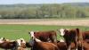 Cattle ranchers react to beef prices plan. How is Argentina involved?