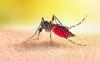 Bangladesh reports five more dengue deaths, toll rises to 283 in 2025 amid surge in infections