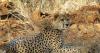India to bring another batch of eight cheetahs from Botswana