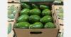 Tropical avocado remains a niche product compared to the dominant Hass variety