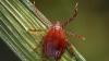 Kansas health, agriculture officials warn about presence of invasive Asian longhorned tick