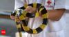 New hope for snakebite victims: Scientists reveal next-gen antivenom that could revolutionise treatment for 17 African snake species