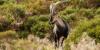 How endangered Iberian ibex is thriving after French Pyrenees comeback