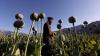 Afghanistan launches 5-year plan to phase out poppy cultivation