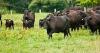 Argentina beef might adversely affect prices for struggling ranchers