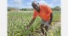 "Suriname has fertile land and water, but limited access to capital for agribusiness start-ups"