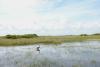 ‘Forever chemicals’ represent new environmental threat for Florida’s fragile Everglades