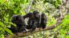 Save This Species: Chimpanzees