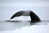 Science dpa international Century-old jazz players: Do bowhead whales hold secret to long life?