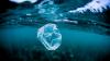 Scientists Find Plastic-Eating Bacteria Thriving in the Deep Sea