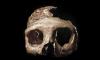 Famous Neanderthal ‘Skull C’ from Krapina goes on display in Zagreb