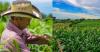 El Salvador Strengthens Food Security with Historic 2026 Agriculture Budget Increase