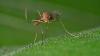 Mosquitoes infiltrated Iceland. Will they survive the winter?