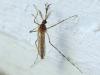 Iceland’s Cold Snap Couldn’t Kill the Mosquito, Scientists Confirm