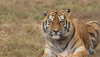 Several Amur tigers to be brought from Russia to Kazakhstan