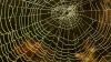 Scientists Discover World’s Largest Spiderweb, With 111,000 Spiders Living On It