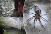 Scientists shocked to discover the world’s biggest spiderweb — home to over 100K creepy crawlers